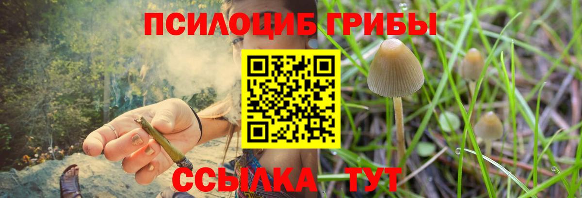 Псилоцибиновые грибы Psilocybe Балтийск
